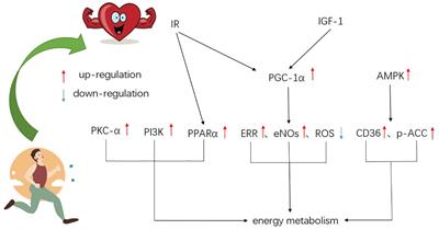 Energy Metabolism in Exercise-Induced Physiologic Cardiac Hypertrophy